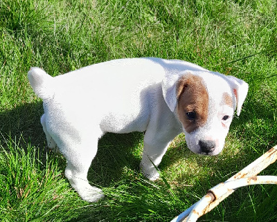 Des Trois Diamants - Jack Russell Terrier - Portée née le 10/03/2023