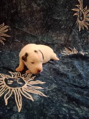 Des Trois Diamants - Jack Russell Terrier - Portée née le 23/07/2022